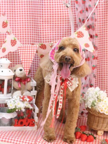 20260331テディくん