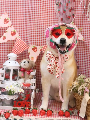 20260331ススムくん