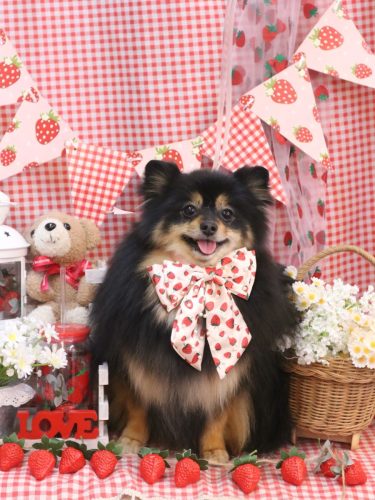 20260331アンバーちゃん