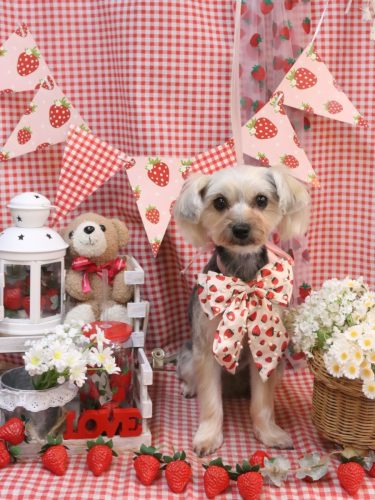 20260331ヨルちゃん