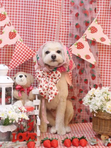 20260331ヌンくん