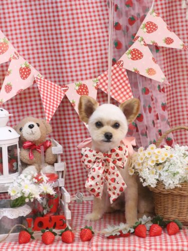 20260331モコくん