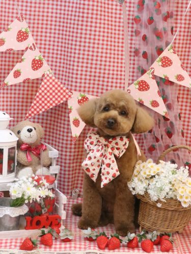 20260331モコくん