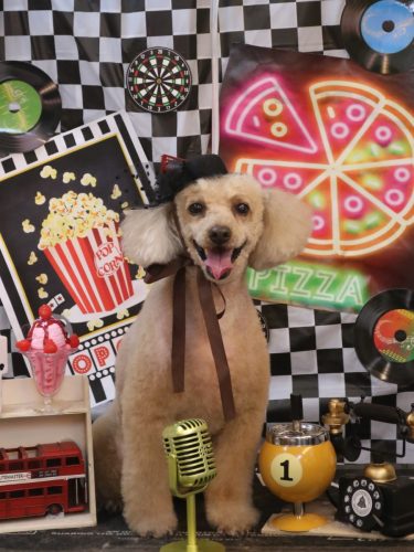 20260404チロくん