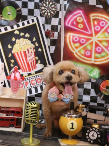 20260404フーちゃん