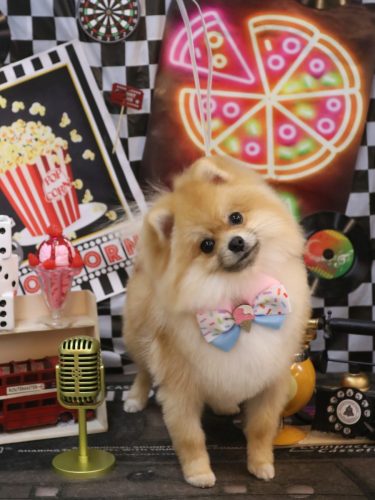 20260405しし丸くん