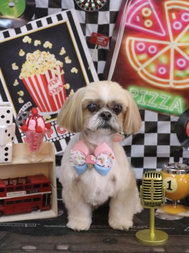 20260405ちょびくん