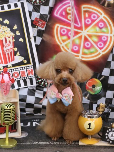 20260407茶々丸くん