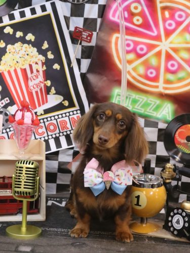 20260407こむぎちゃん