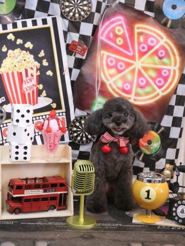 20260408ラテちゃん