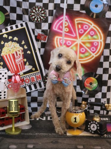 20260408ココアちゃん