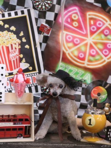 20260408サージュちゃん