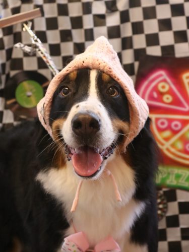 20260408ココちゃん