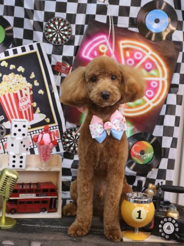 20260408ちょこくん