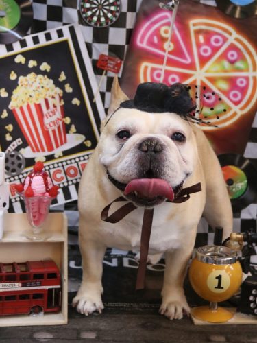 20260410こてつくん