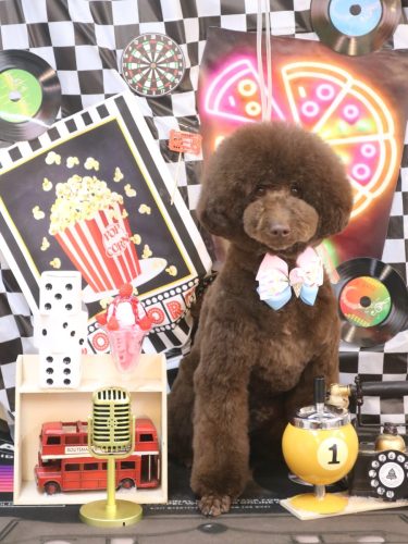 20260411ブランくん