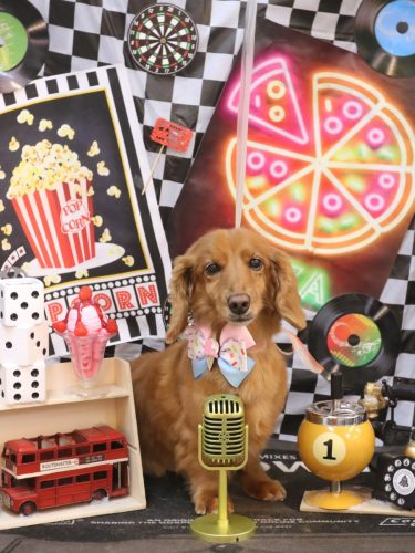 20260412しろくん