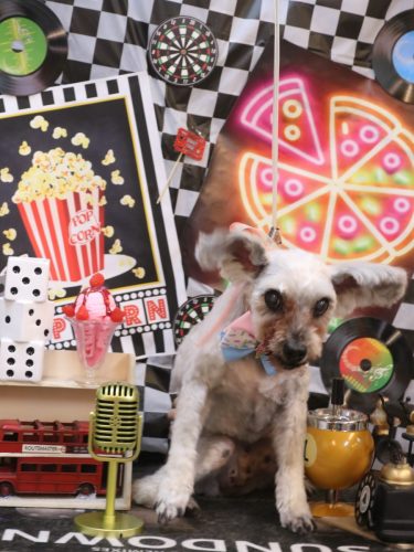 20260412ここちゃん