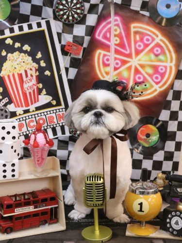 20260412みたらしちゃん