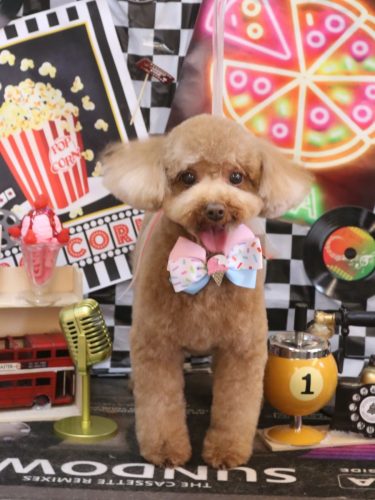 20260414マロンくん