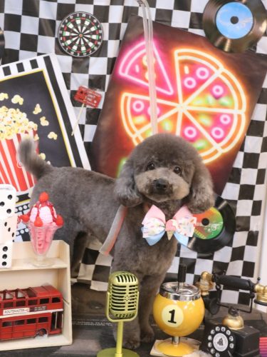 20260415chipieちゃん