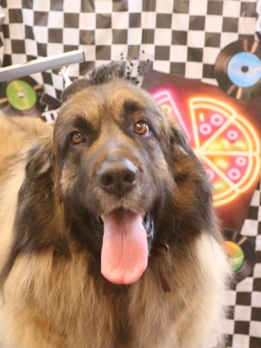 20260416シェリーちゃん