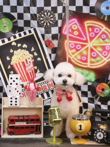 20260417ポコちゃん