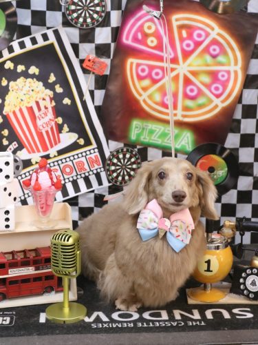 20260417ぺこちゃん