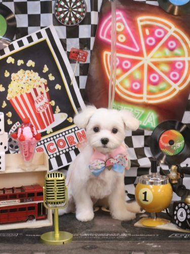 20260418はなちゃん