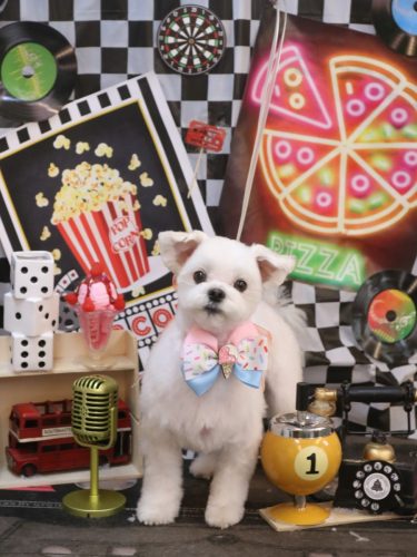 20260418まるちゃん