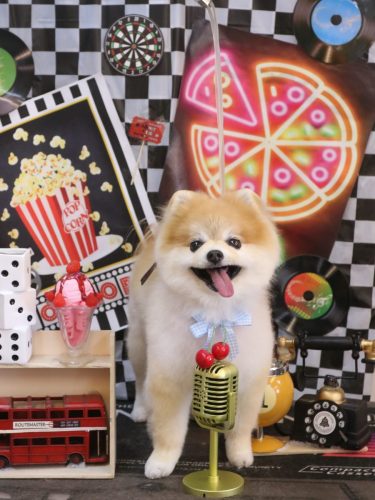 20260418モコくん