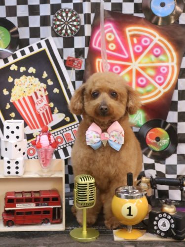 20260419チョコちゃん