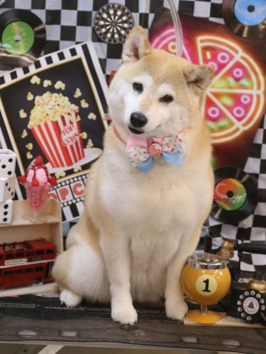 20260419梅子ちゃん 