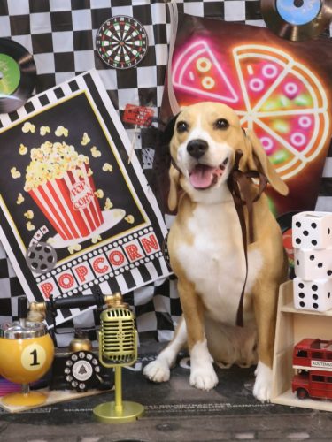 20260419チャビーちゃん