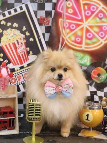 20260419アッシュくん