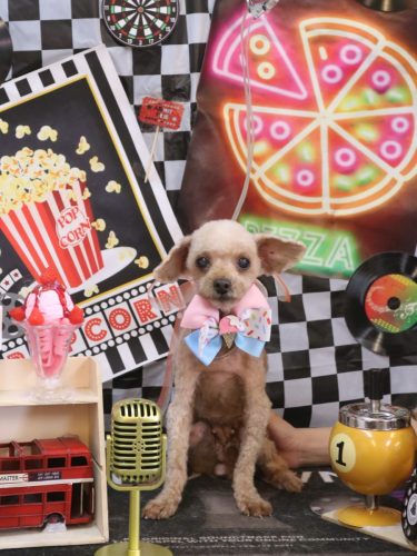 20260421きなこちゃん