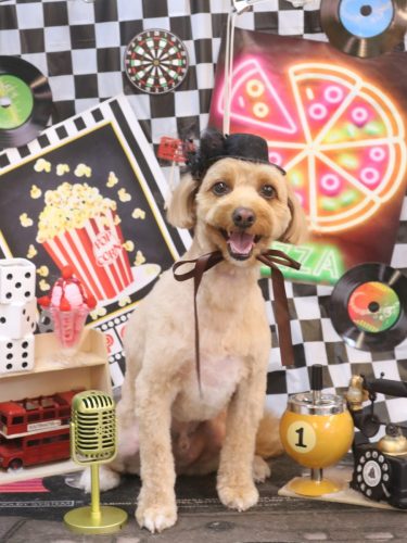 20260421タルトくん