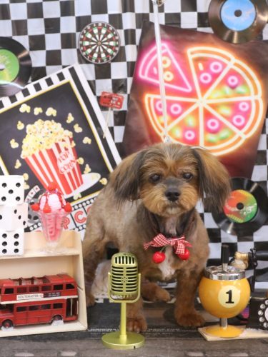 20260421あずきちゃん