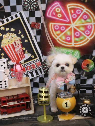 20260423ぷぷちゃん 