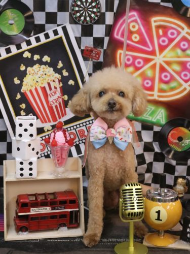 20260423ココアくん