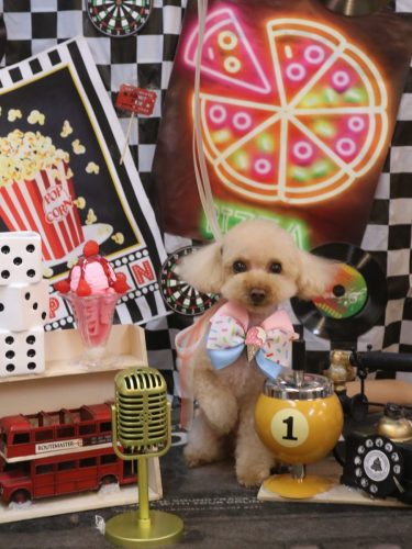 20260424こむぎちゃん