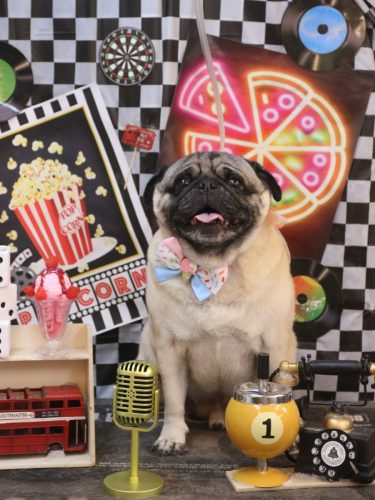 20260425ぶぅくん