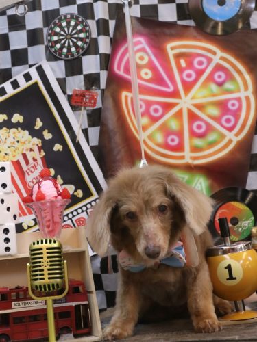 20260425桃ちゃん