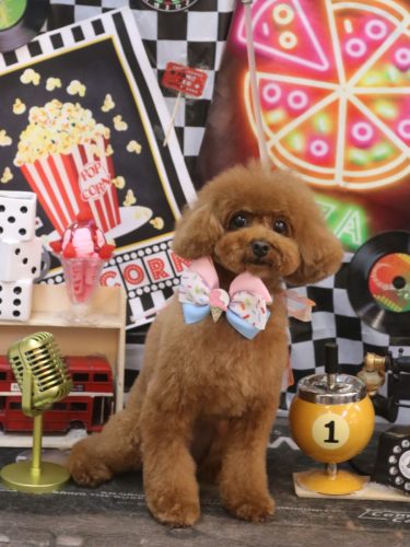 20260426モコちゃん