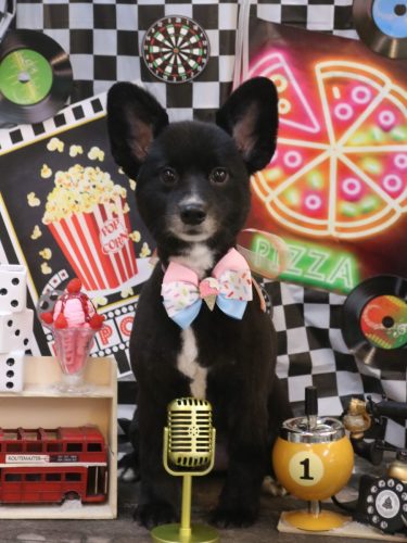 20260426ごまちゃん