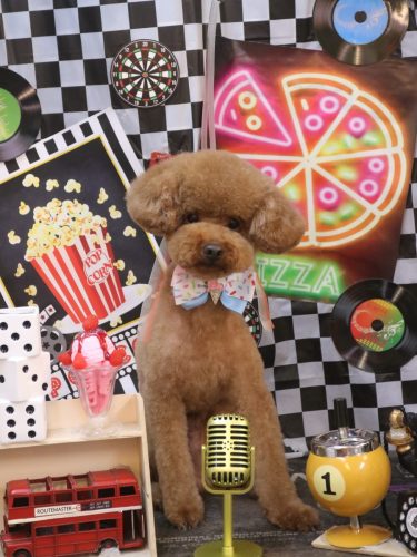 20260426まめくん