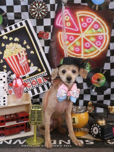 20260428シュシュちゃん