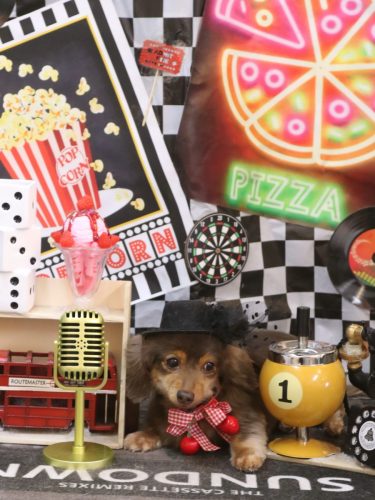 20260428ココちゃん