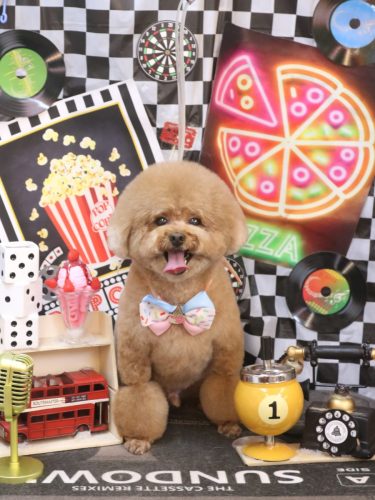 20260428ピノくん