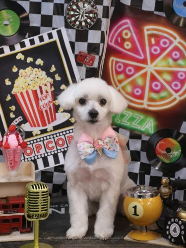 20260428シロマルくん